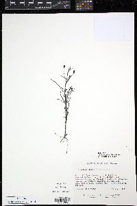Image of Agalinis hispidula