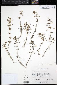 Image of Bacopa cyclophylla