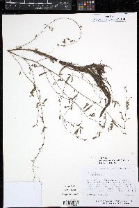 Phyllanthus stipulatus image