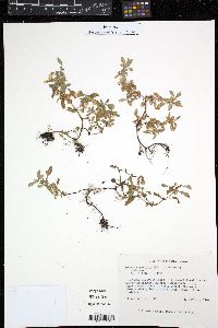 Image of Diodia ocymifolia