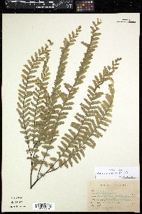 Adiantum aleuticum image