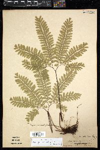 Adiantum aleuticum image