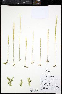 Pseudolycopodiella caroliniana image