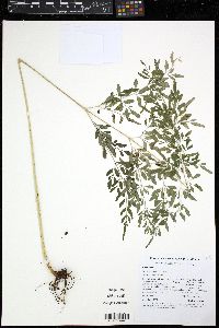 Pteris hexagona image