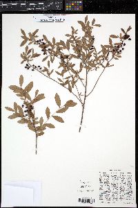 Vaccinium myrsinites image