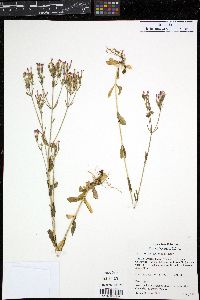 Centaurium erythraea image