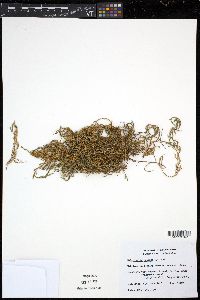 Selaginella oregana image