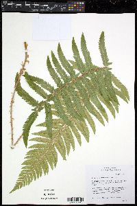 Polystichum californicum image