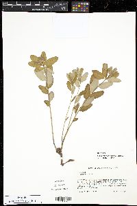 Euphorbia pubentissima image