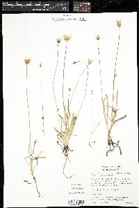 Agoseris heterophylla image