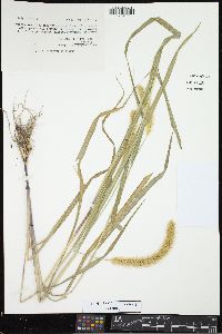 Pennisetum glaucum image