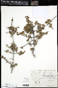 Ceanothus jepsonii image