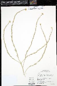 Brassica nigra image