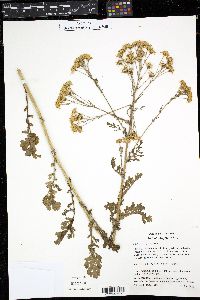 Senecio jacobaea image