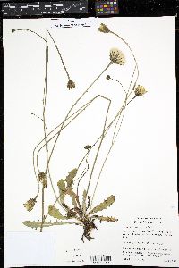 Hypochaeris radicata image