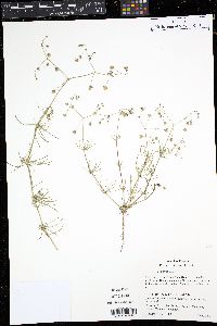 Spergula arvensis image