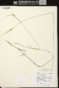 Carex pallescens image