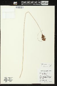 Juncus greenei image