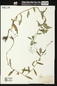 Myosotis scorpioides image