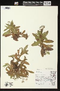 Myosotis scorpioides image