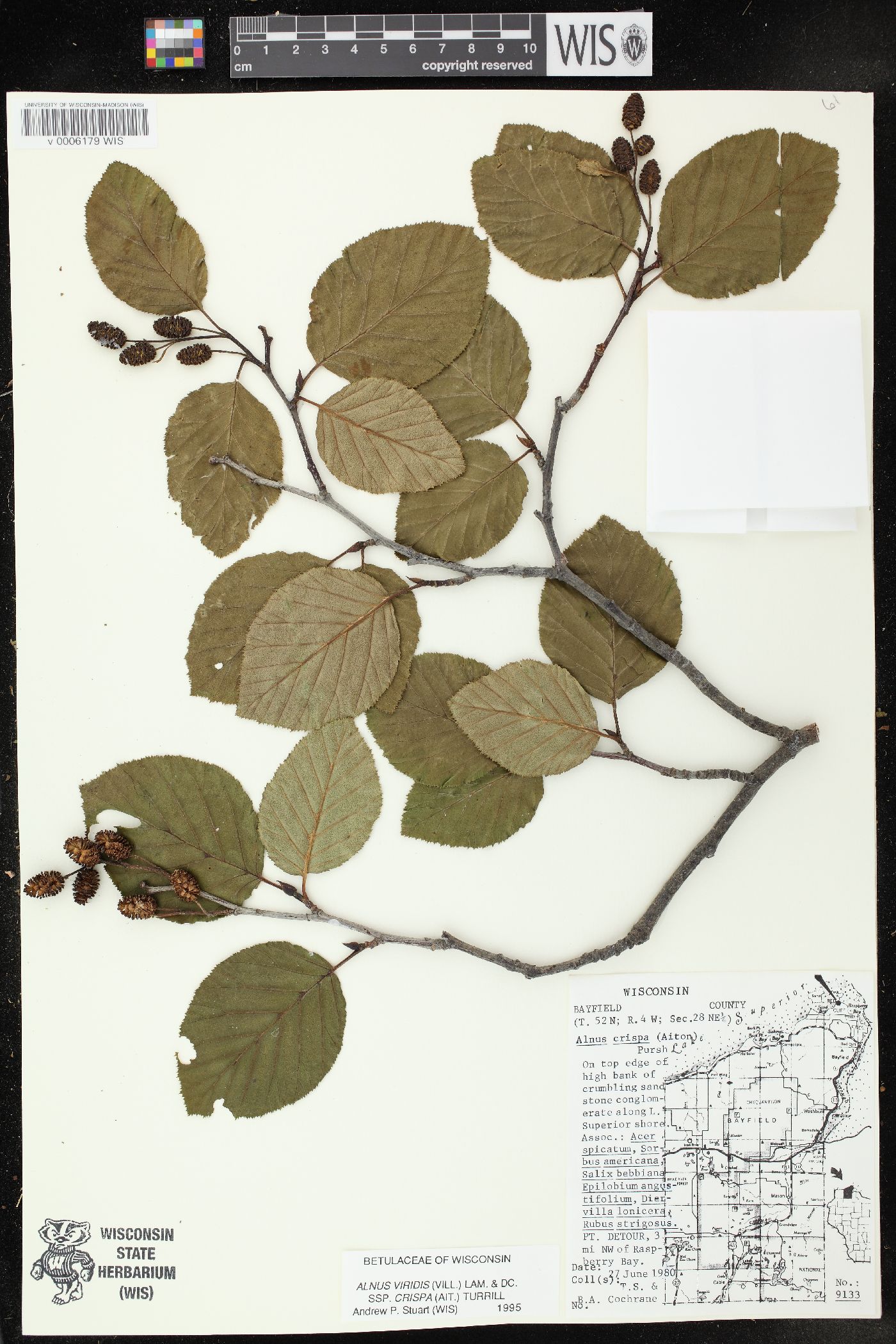 Alnus viridis subsp. crispa image