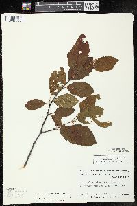 Alnus incana subsp. rugosa image