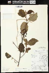 Alnus incana subsp. rugosa image