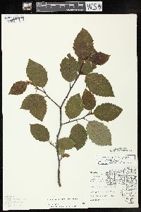 Alnus incana subsp. rugosa image