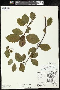 Alnus incana subsp. rugosa image