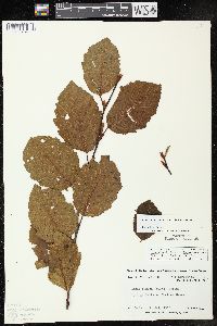 Alnus incana subsp. rugosa image