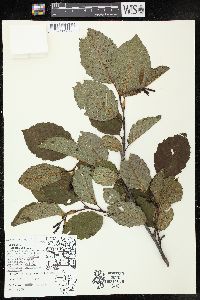 Alnus incana subsp. rugosa image