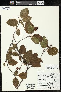 Alnus incana subsp. rugosa image