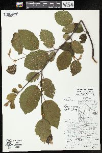 Alnus incana subsp. rugosa image