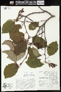 Alnus incana subsp. rugosa image