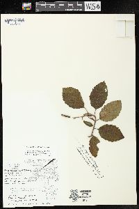 Alnus incana subsp. rugosa image