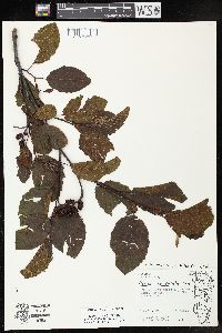 Alnus incana subsp. rugosa image