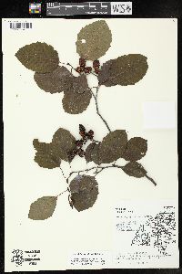 Alnus incana subsp. rugosa image