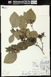 Alnus incana subsp. rugosa image