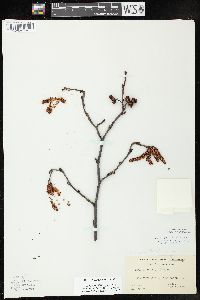 Alnus incana subsp. rugosa image