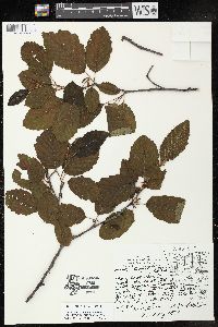 Alnus incana subsp. rugosa image