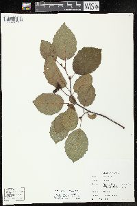 Alnus incana subsp. rugosa image