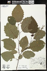 Alnus incana subsp. rugosa image