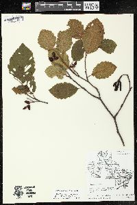 Alnus incana subsp. rugosa image