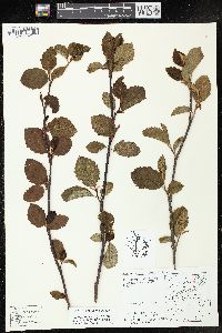 Alnus incana subsp. rugosa image