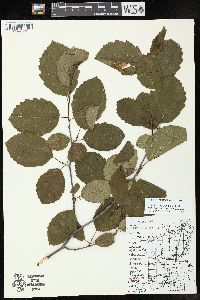 Alnus incana subsp. rugosa image