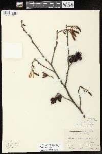 Alnus incana subsp. rugosa image