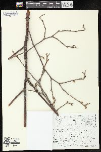 Alnus incana subsp. rugosa image