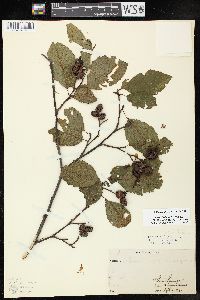 Alnus incana subsp. rugosa image