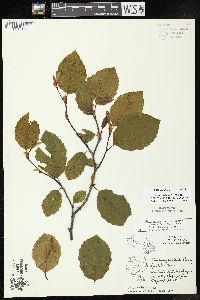 Alnus incana subsp. rugosa image