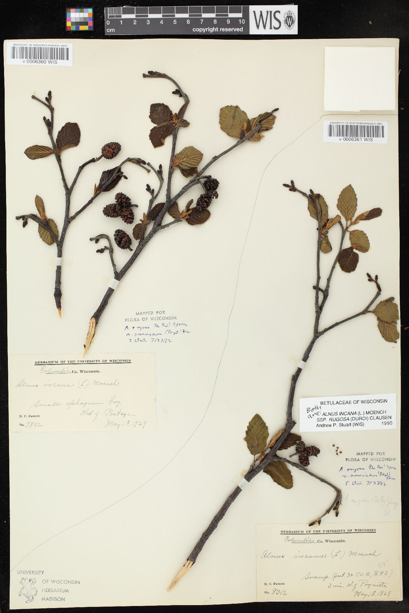 Alnus incana subsp. rugosa image